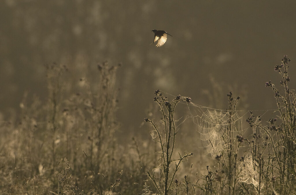 Pie grièche en vol pendant la Fête de la Nature © Munier