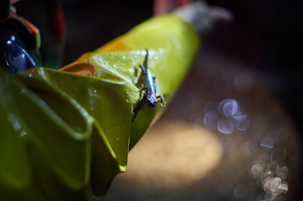 Triton sur une veste de pluie pendant la Fête de la Nature © Yann André
