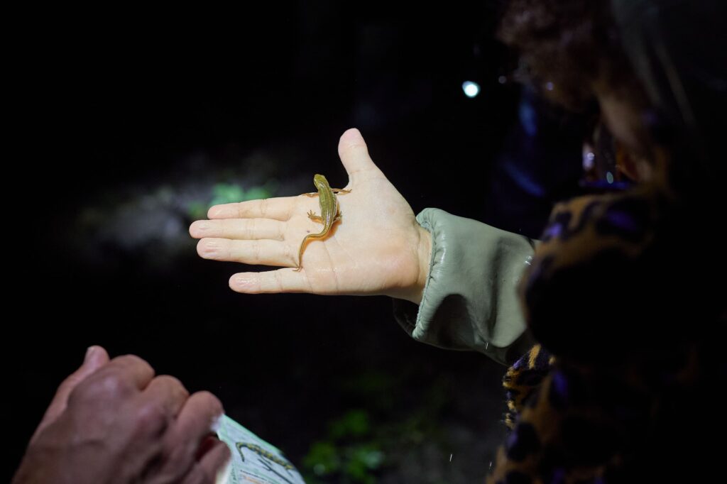 Triton dans une main pendant la Fête de la Nature © Yann André