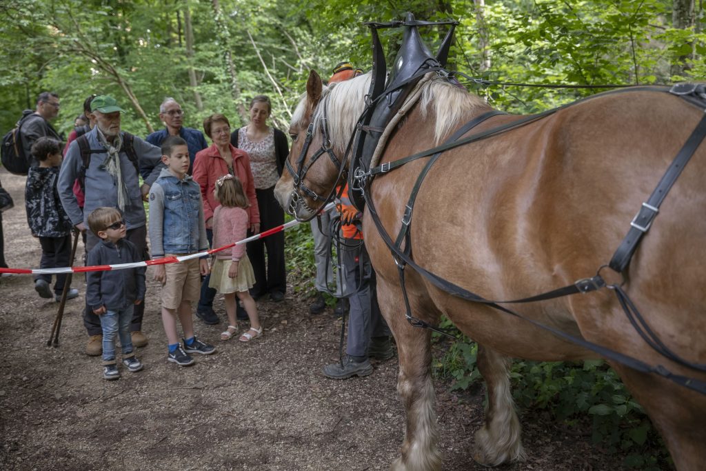 Cheval dans la forêt pour démonstration débardage pendant la Fête de la Nature ©Yves Leresch