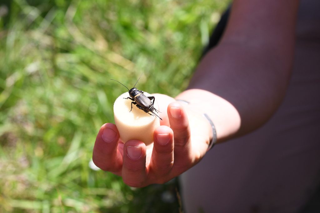 Insecte noire pendant la Fête de la Nature ©Alessandra Cerini